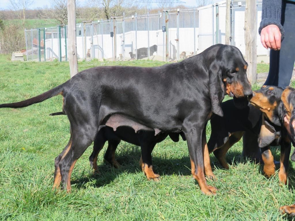 Les Chien noir et feu pour la chasse au raton laveur de l'affixe Du Domaine Des Pattes Dorées