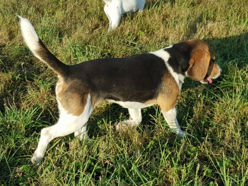 Nesquick de la garouillière