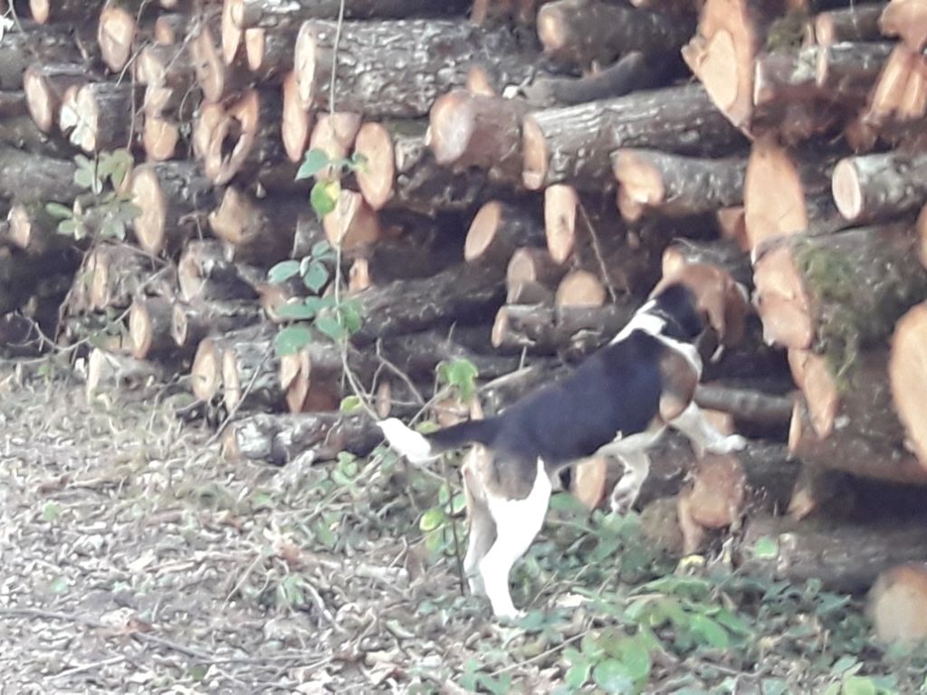 Nesquick de la garouillière