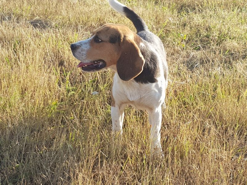 Nesquick de la garouillière