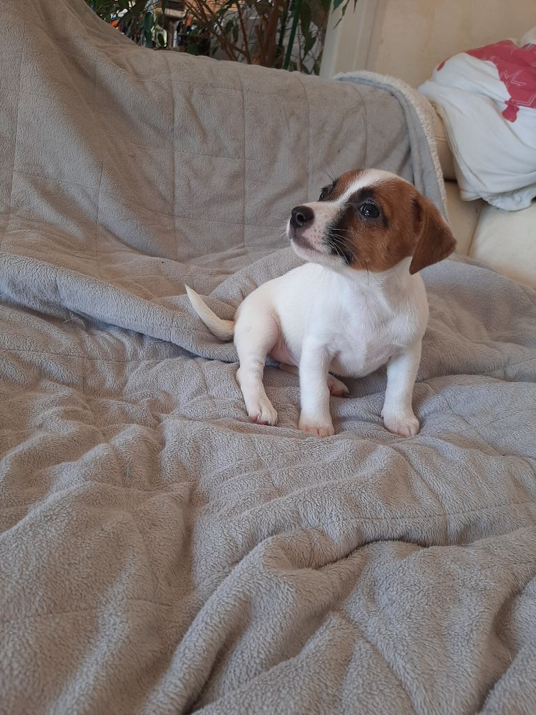 Du Domaine Des Pattes Dorées - Chiot disponible  - Jack Russell Terrier