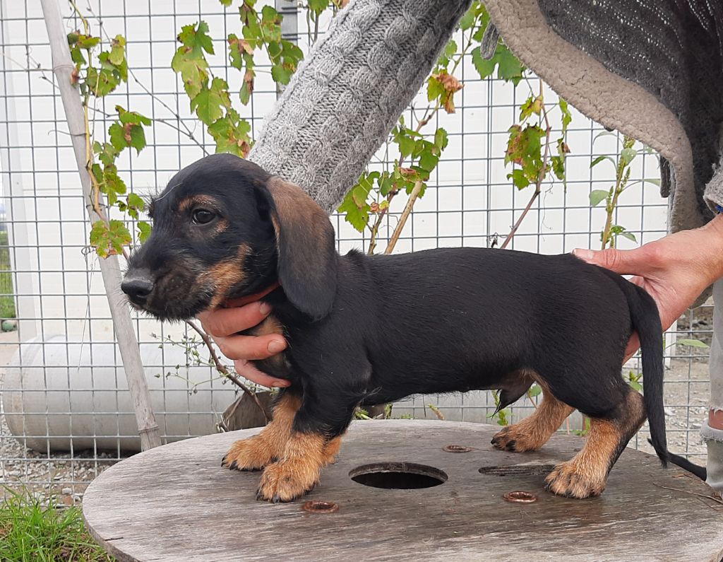 Du Domaine Des Pattes Dorées - Chiot disponible  - Teckel poil dur