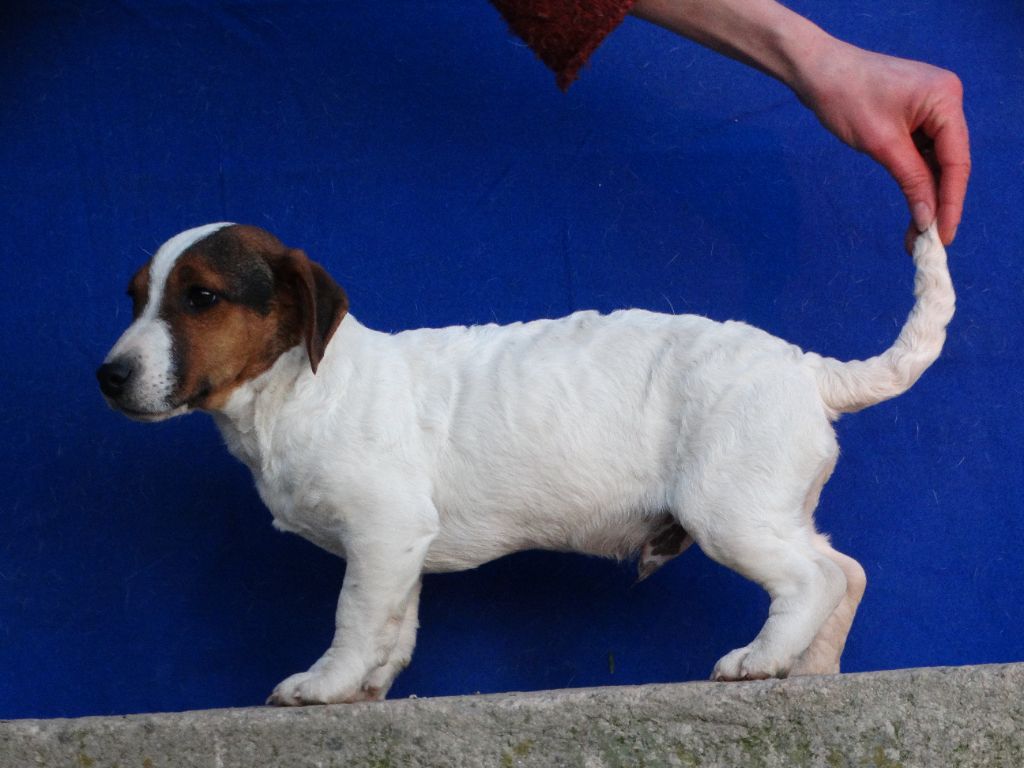 Du Domaine Des Pattes Dorées - Chiot disponible  - Jack Russell Terrier