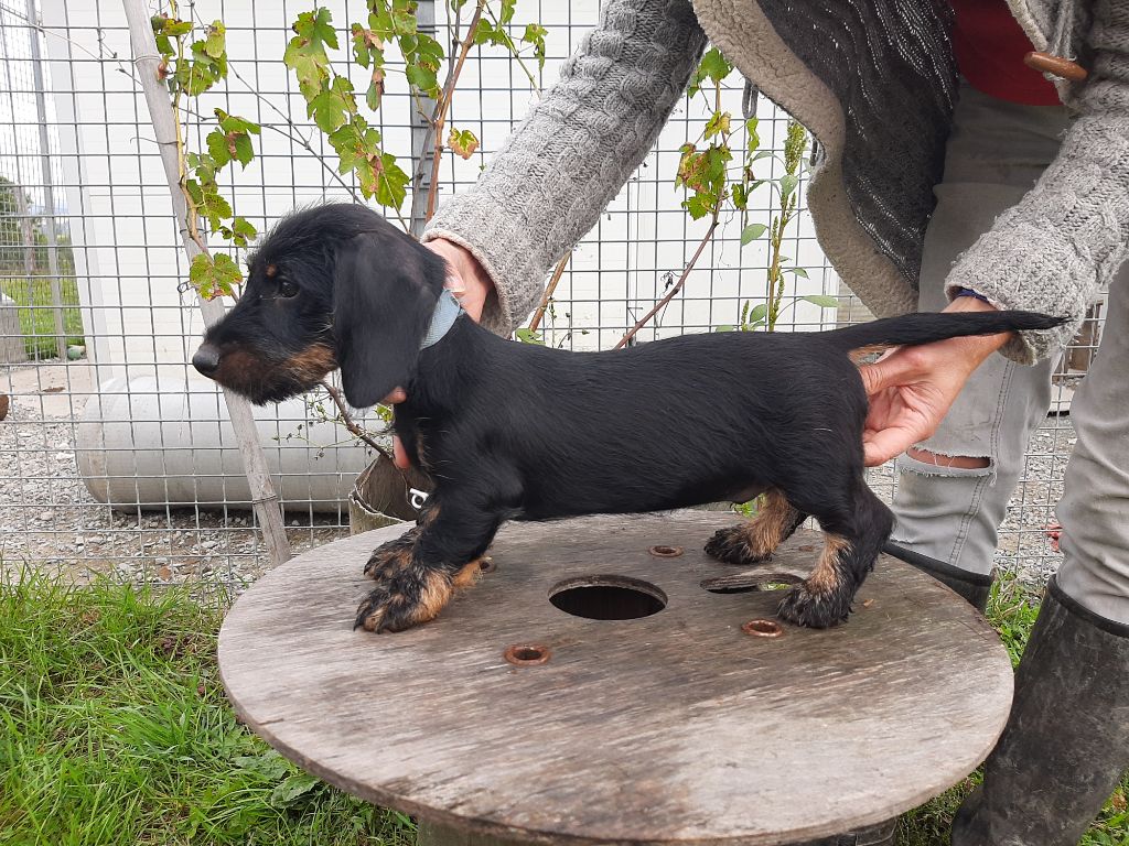 Du Domaine Des Pattes Dorées - Chiot disponible  - Teckel poil dur