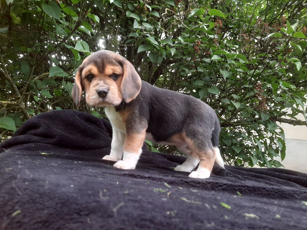 Du Domaine Des Pattes Dorées - Chiot disponible  - Beagle