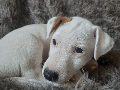 Du Domaine Des Pattes Dorées - Jack Russell Terrier - Portée née le 22/02/2024