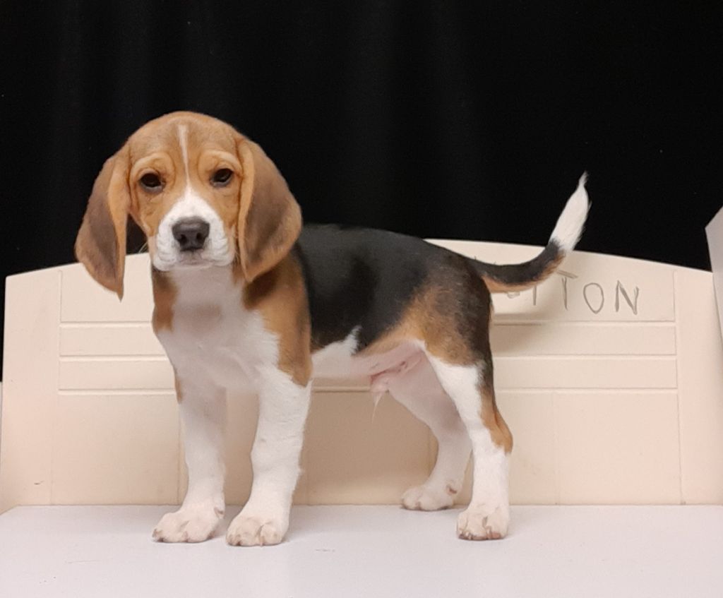 Du Domaine Des Pattes Dorées - Chiot disponible  - Beagle