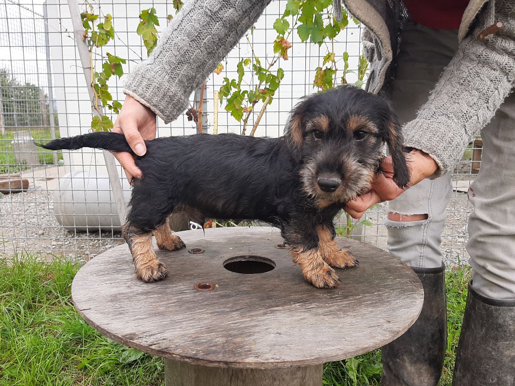 Du Domaine Des Pattes Dorées - Chiot disponible  - Teckel poil dur