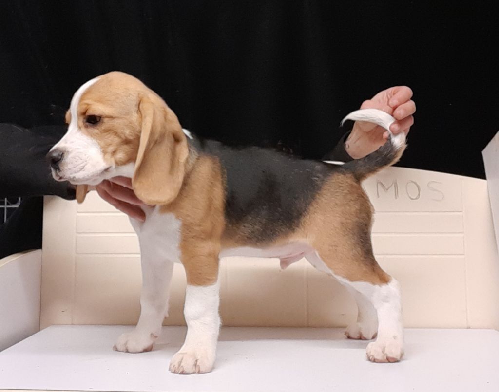 Du Domaine Des Pattes Dorées - Chiot disponible  - Beagle