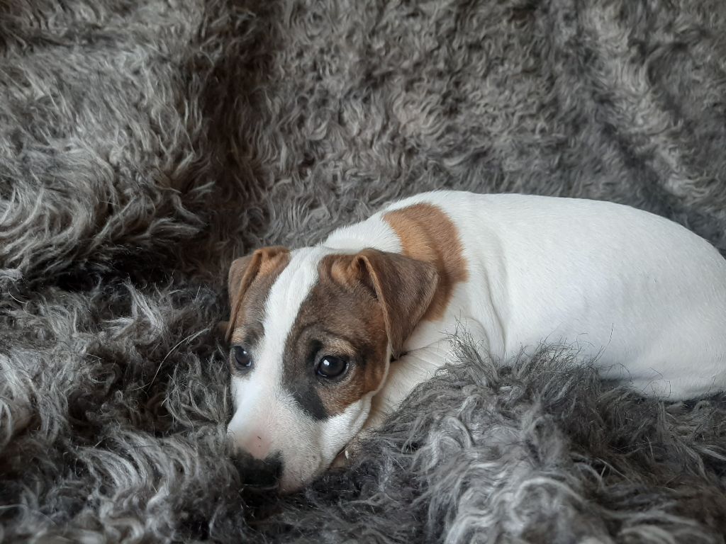 Du Domaine Des Pattes Dorées - Chiot disponible  - Jack Russell Terrier