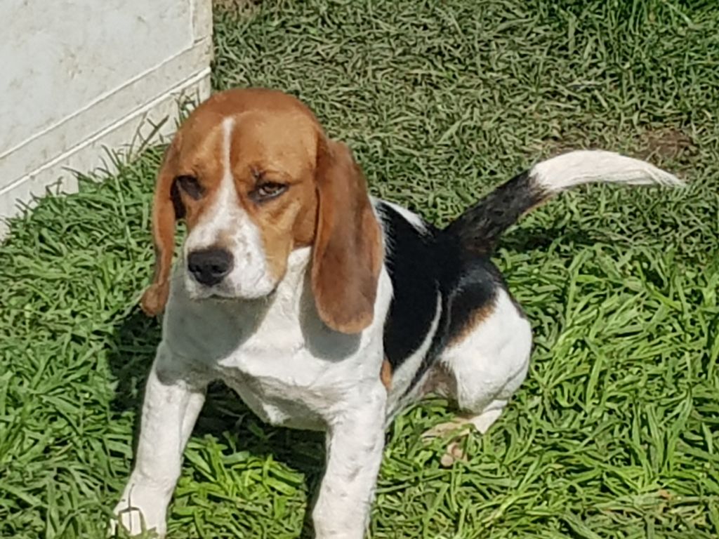 Pandora de la colline de la gane