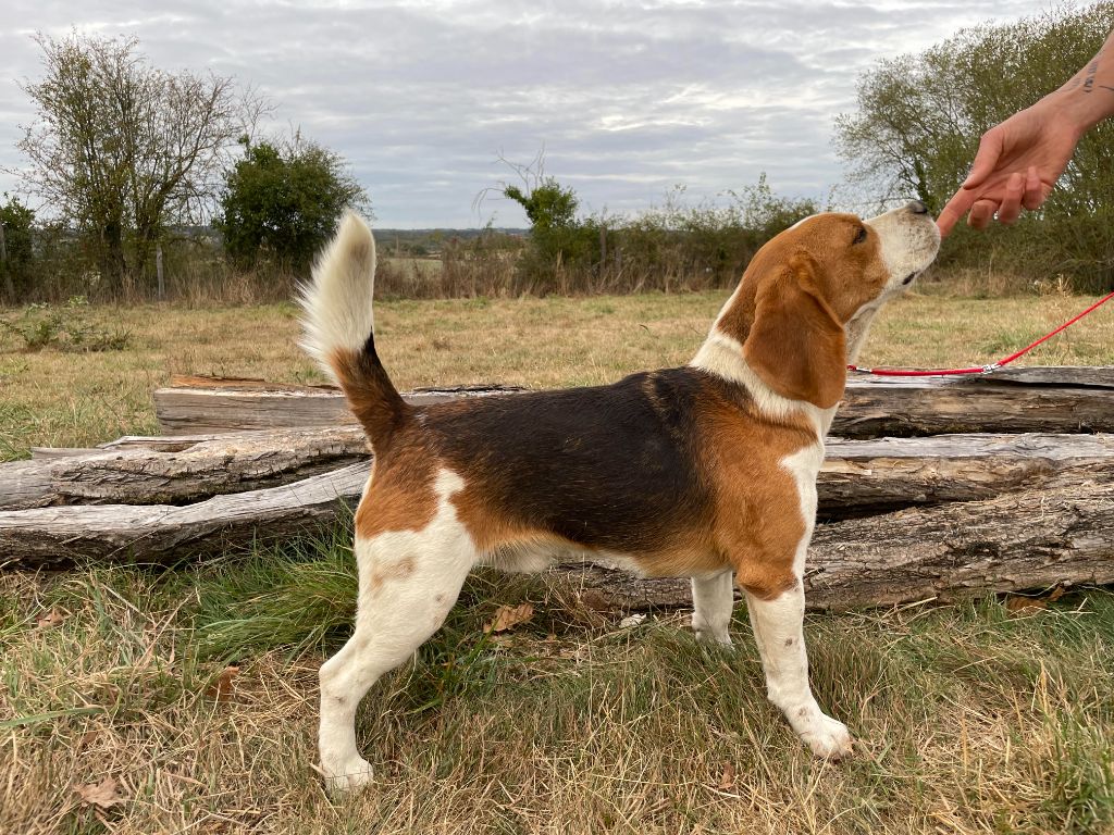 Sirius Du Domaine Des Pattes Dorées