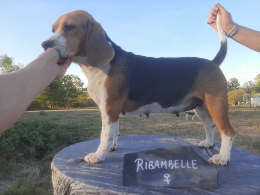 Ribambelle (Sans Affixe)