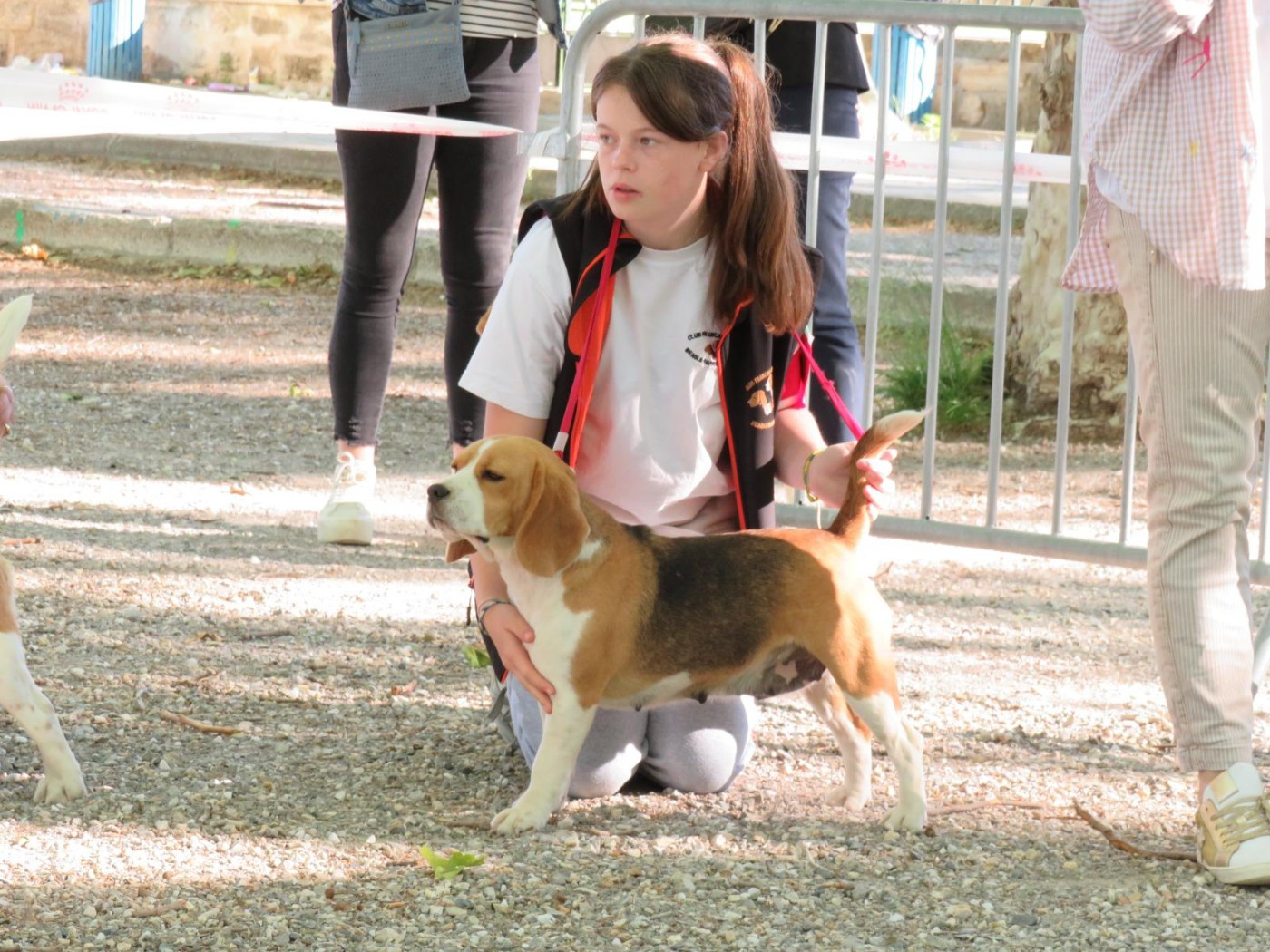 Scarlet Du Domaine Des Pattes Dorées