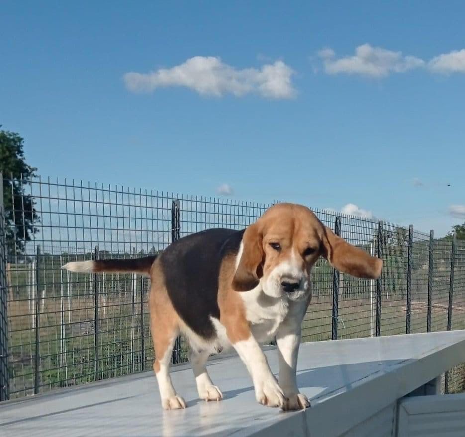 Ratis Du Domaine Des Beagles