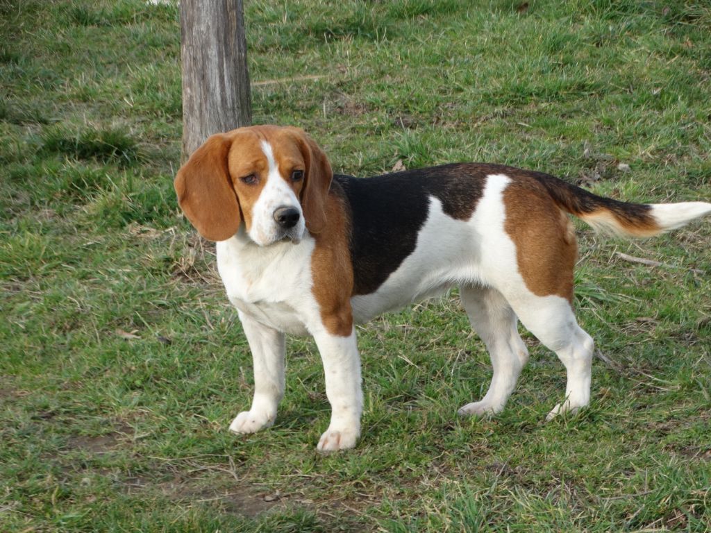 Reese Du Domaine De Combres