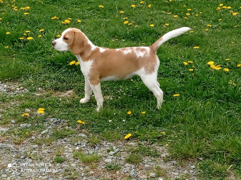 Savante Du Domaine Des Pattes Dorées