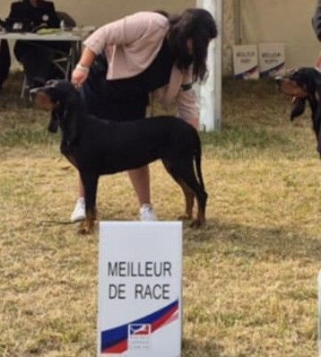 Timba Du Domaine Des Pattes Dorées