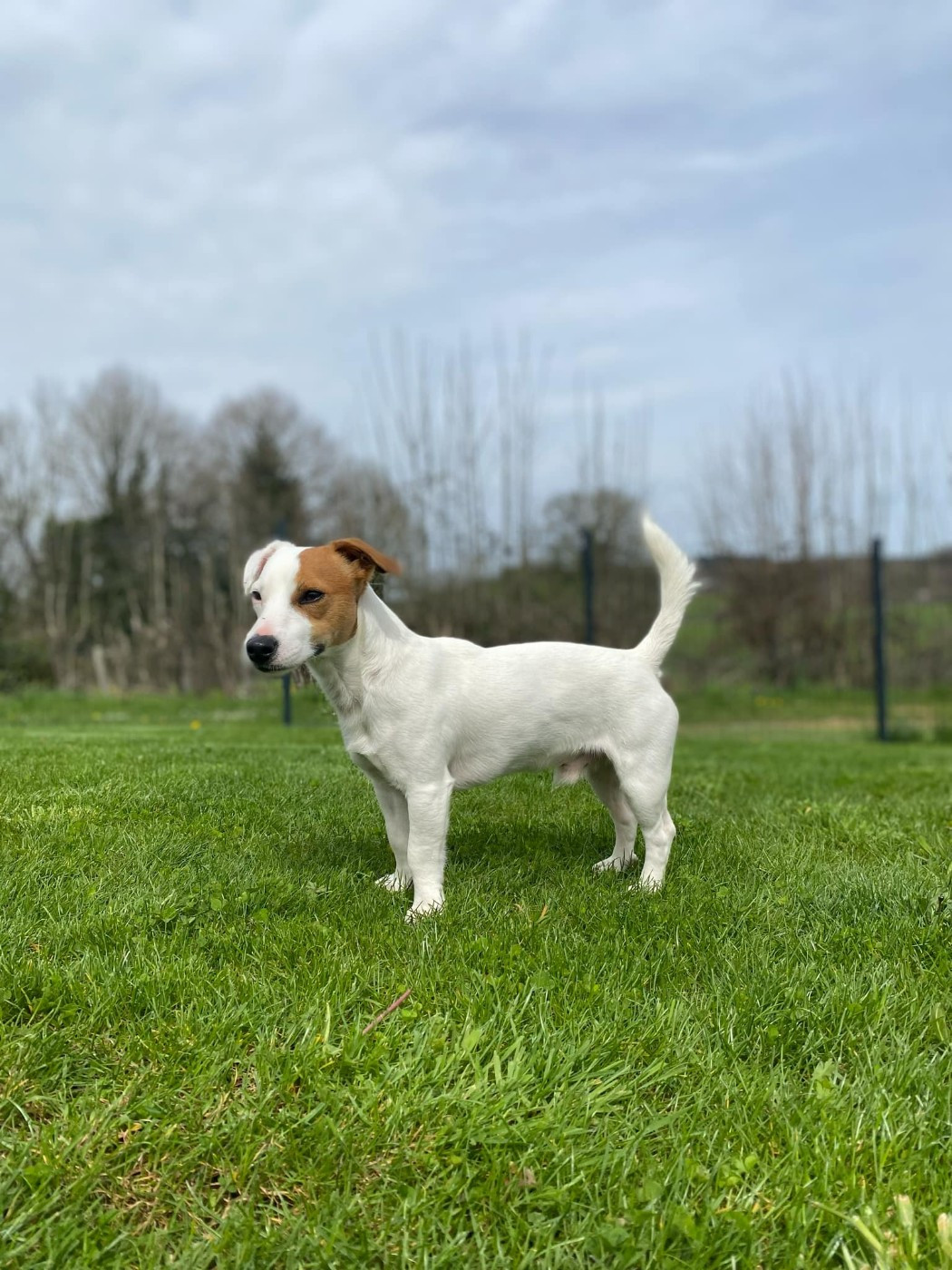 Ups'ne Uby  Du Domaine Des Pattes Dorées