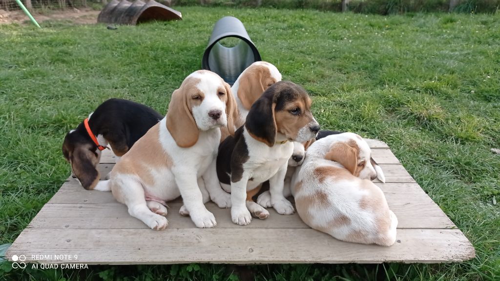 CHIOTS BEAGLES DISPONIBLES SUPERBE MARIAGE