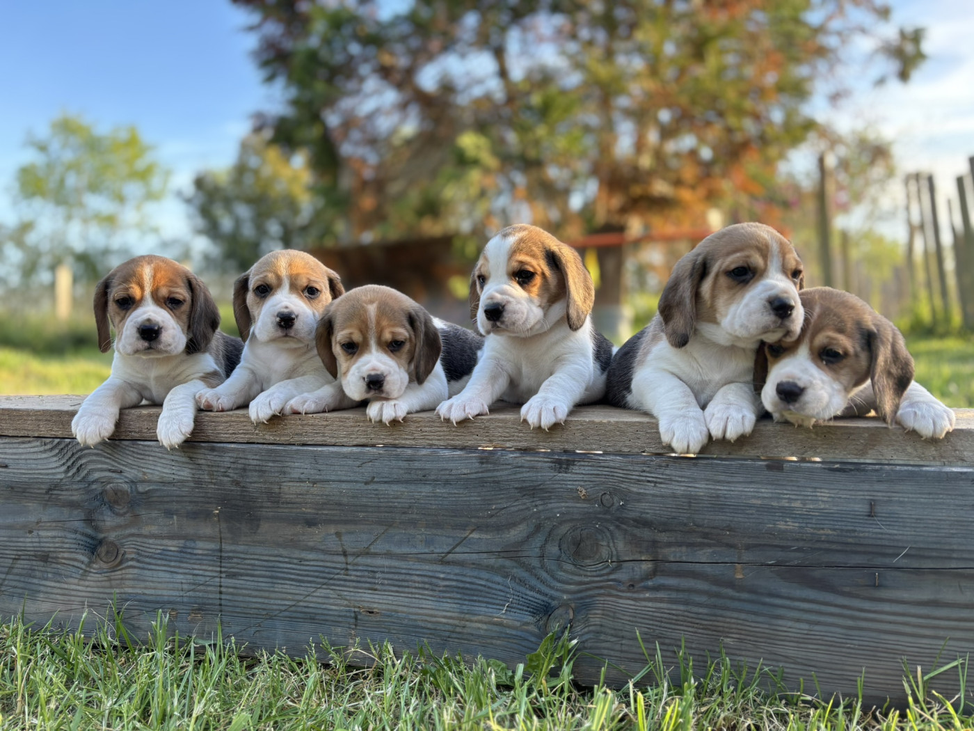 Portée de l'année Chiots Beagle Compagnie Beauté Travail