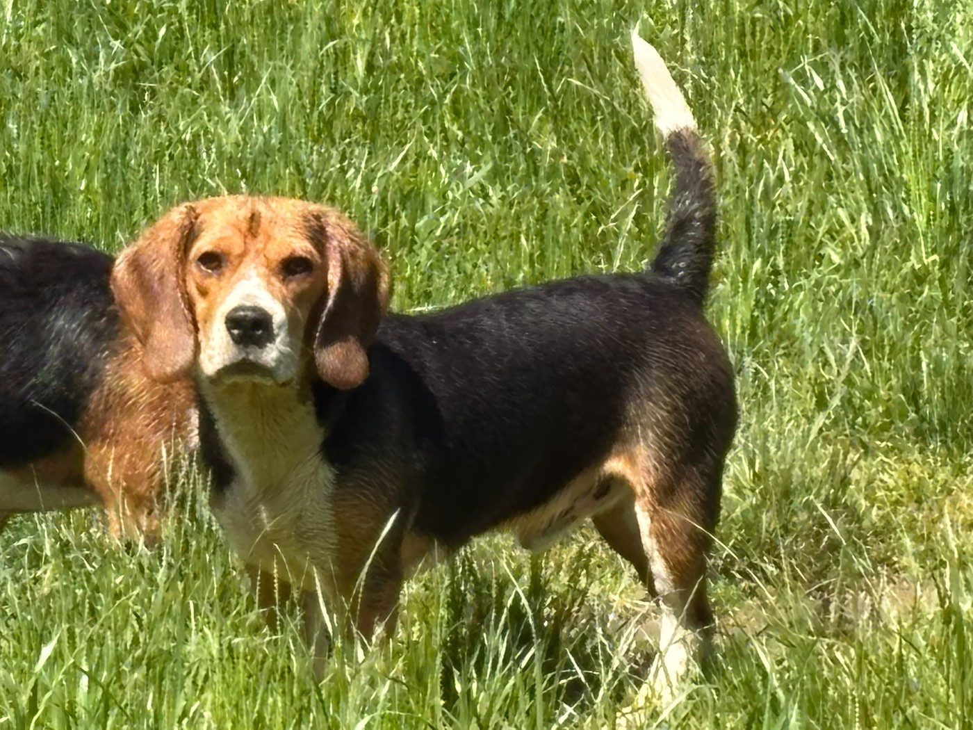 JEUNES BEAGLES DISPONIBLES TRAVAIL, ELEVAGE, OU COMPAGNIE ...