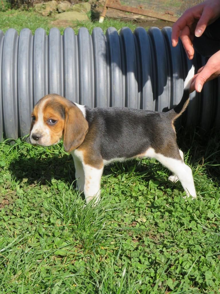 Du Domaine Des Pattes Dorées - Beagle - Portée née le 30/01/2023