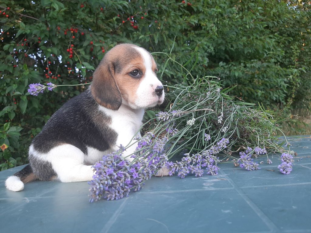 Du Domaine Des Pattes Dorées - Chiots disponibles - Beagle