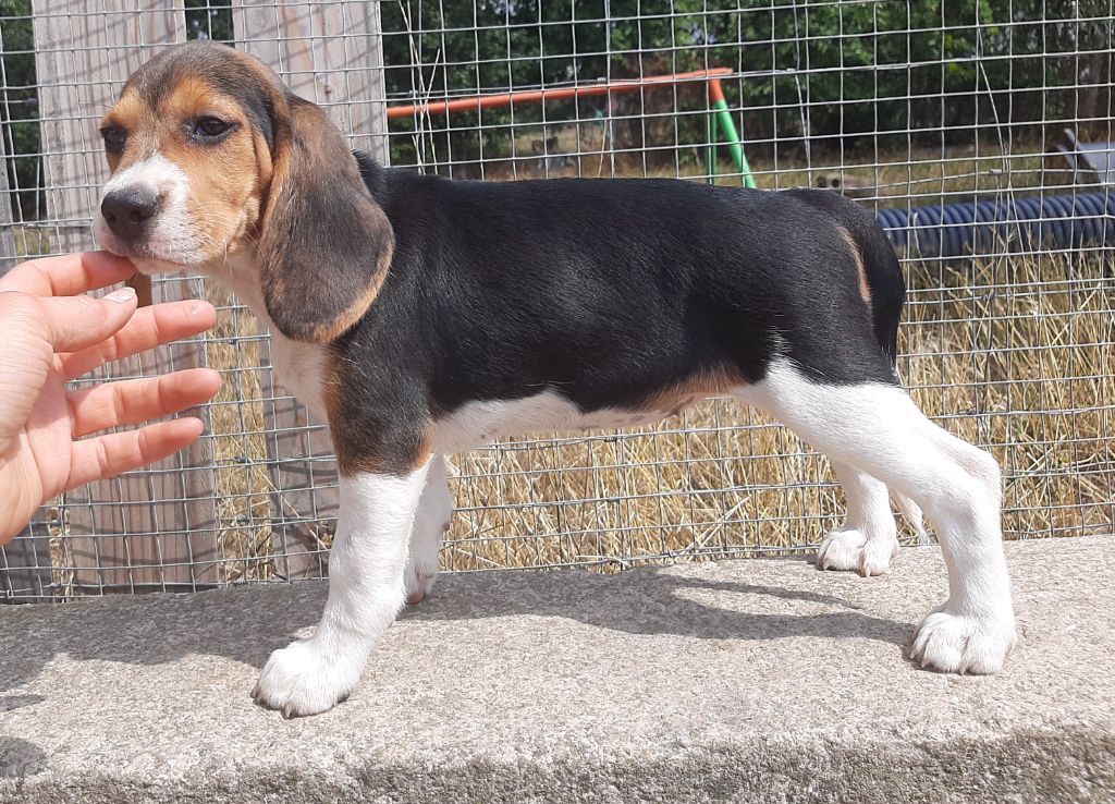 Du Domaine Des Pattes Dorées - Chiots disponibles - Beagle