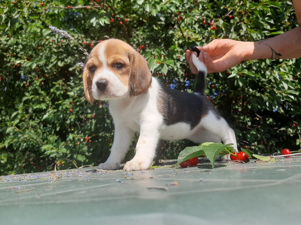 Du Domaine Des Pattes Dorées - Chiots disponibles - Beagle
