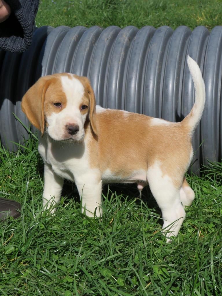 Du Domaine Des Pattes Dorées - Beagle - Portée née le 30/01/2023
