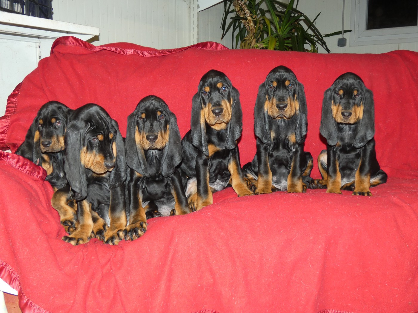 Chiot Chien noir et feu pour la chasse au raton laveur Du Domaine Des Pattes Dorées