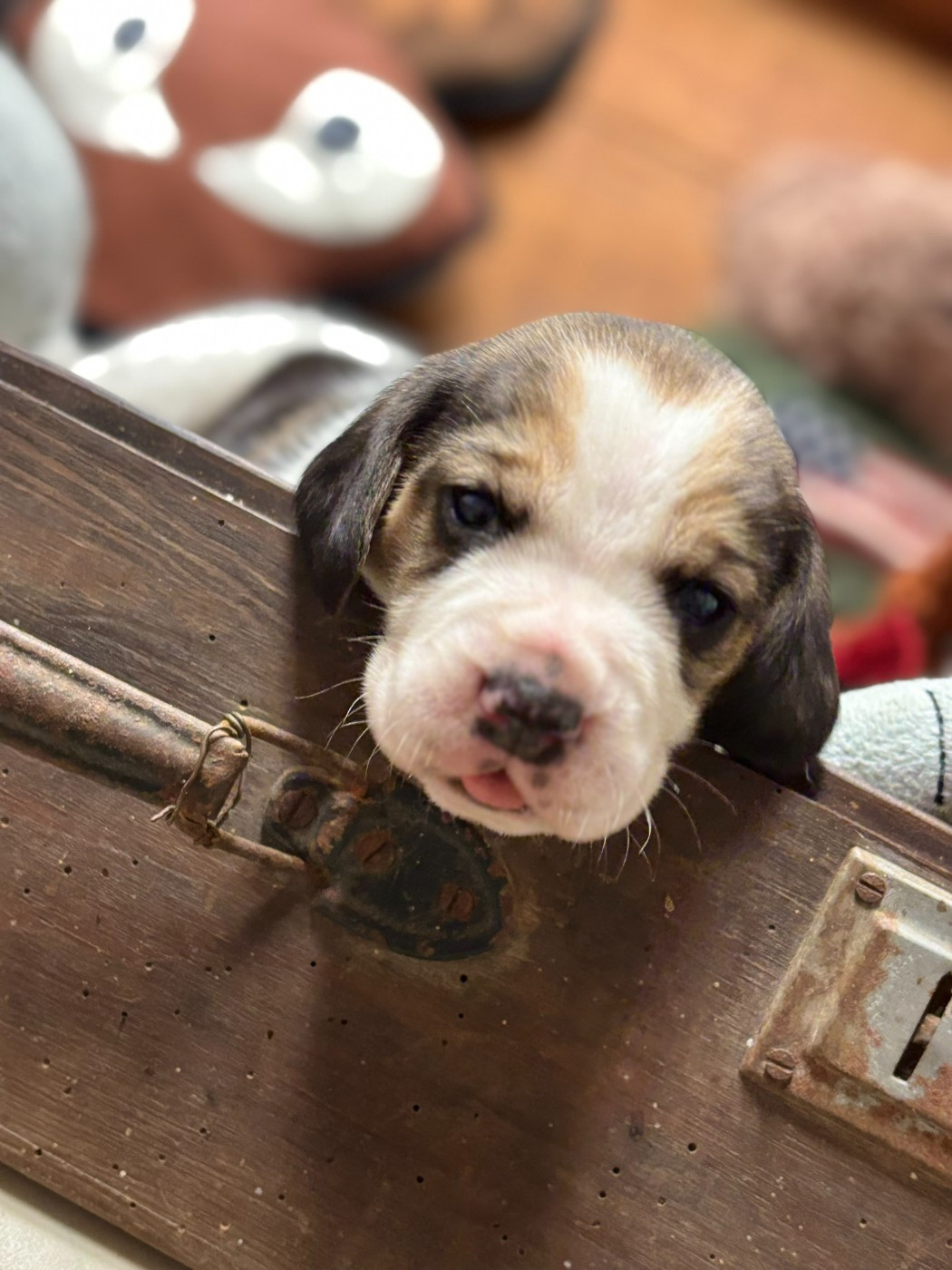 Du Domaine Des Pattes Dorées - Chiots disponibles - Beagle