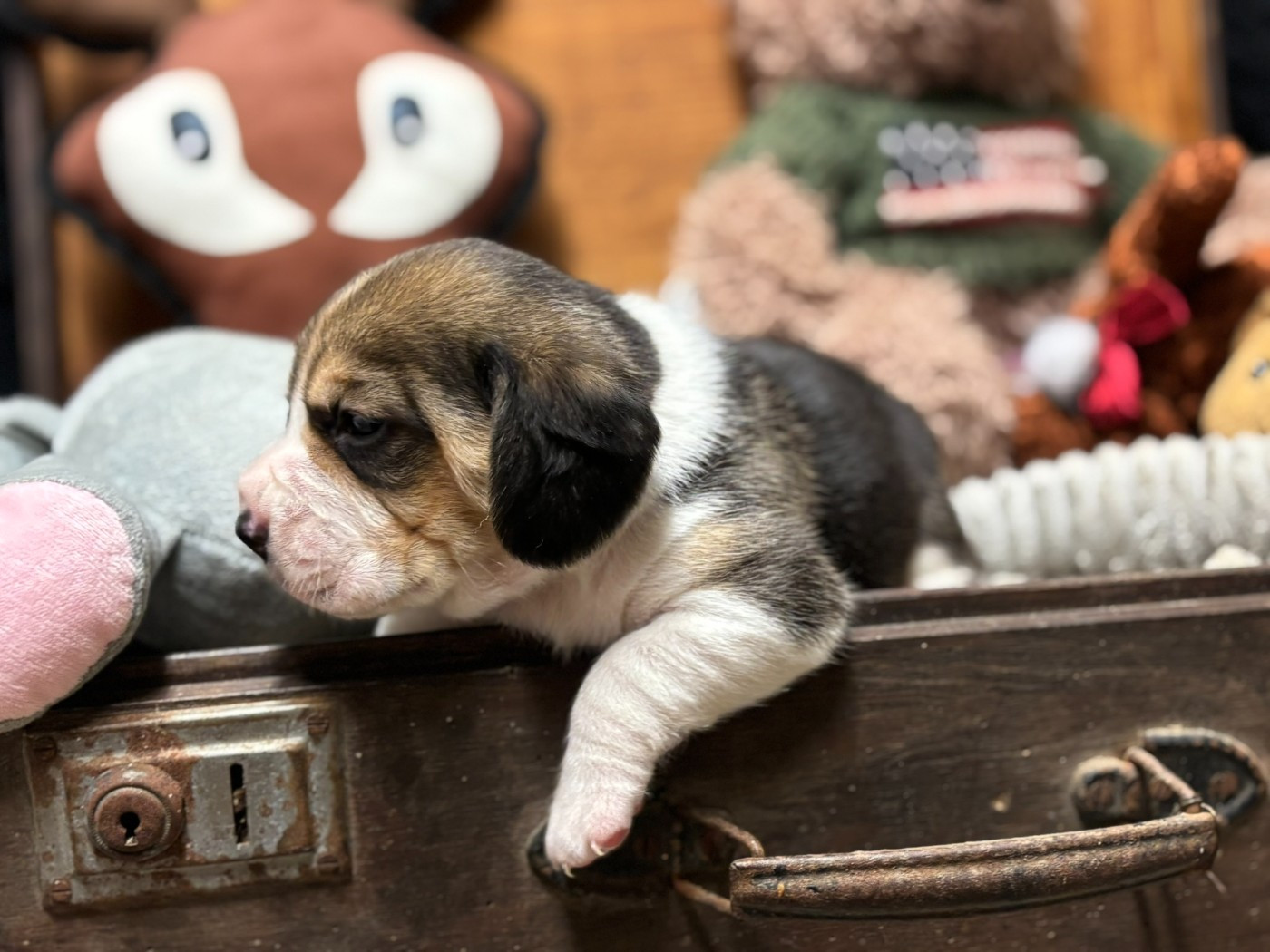 Du Domaine Des Pattes Dorées - Chiots disponibles - Beagle