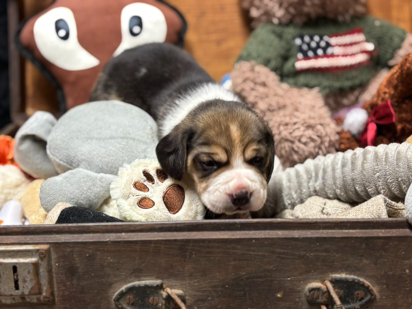 Du Domaine Des Pattes Dorées - Chiots disponibles - Beagle