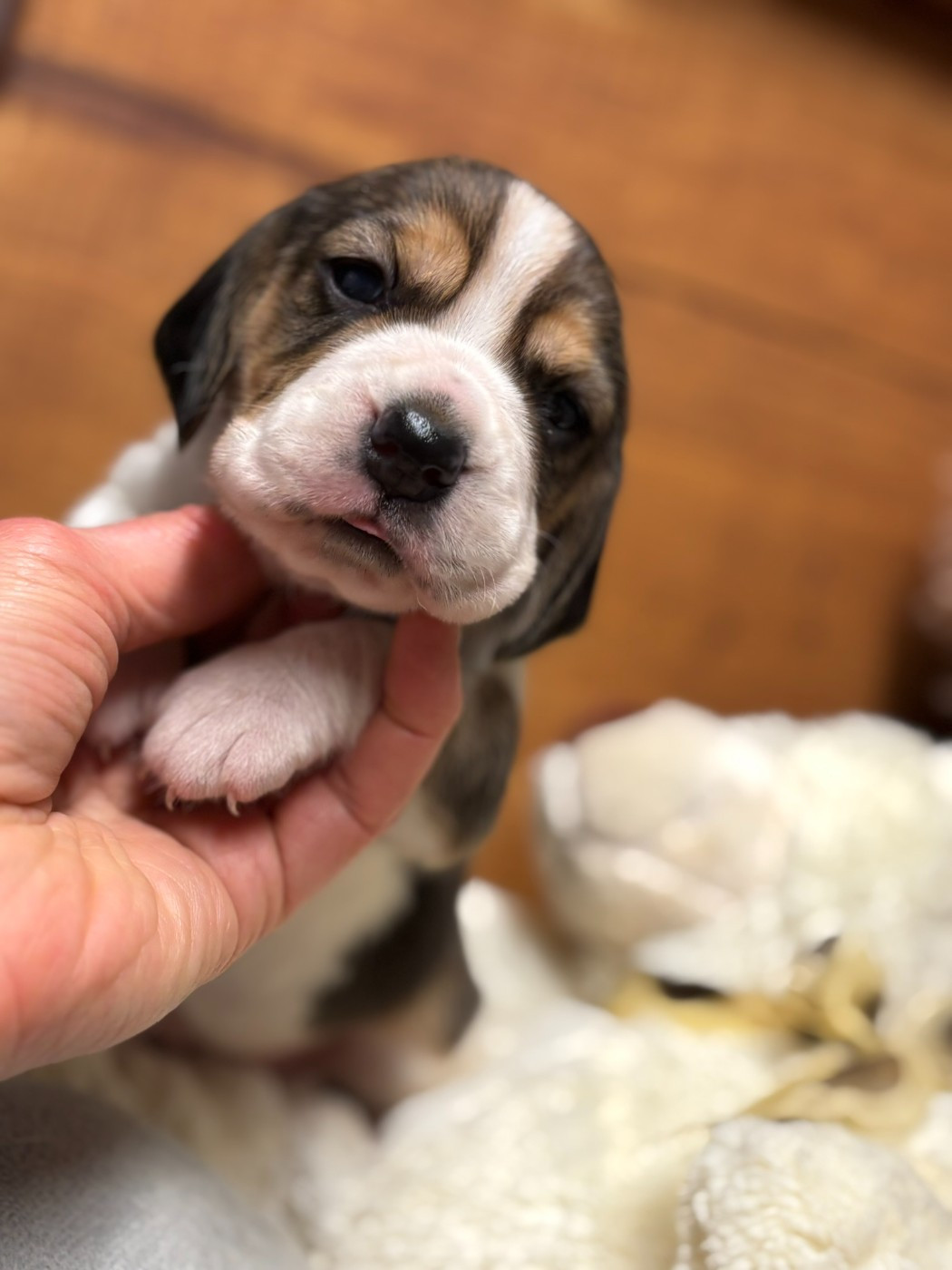 Du Domaine Des Pattes Dorées - Chiots disponibles - Beagle