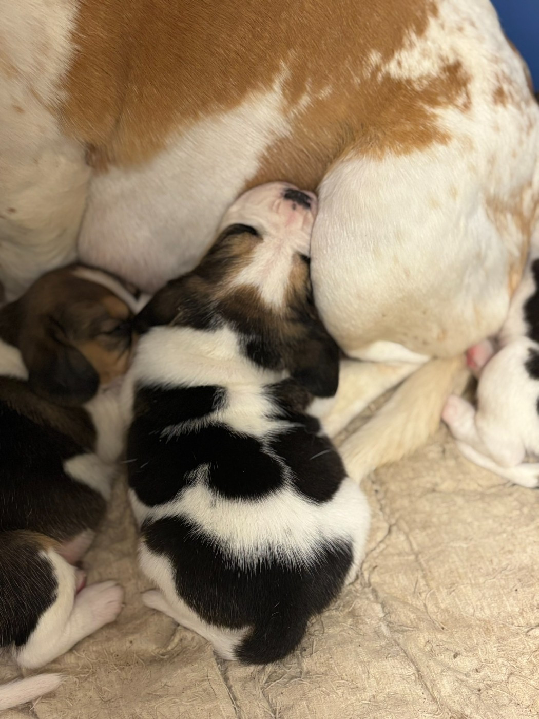 Du Domaine Des Pattes Dorées - Chiots disponibles - Beagle