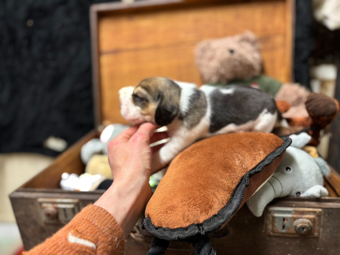 Du Domaine Des Pattes Dorées - Chiots disponibles - Beagle