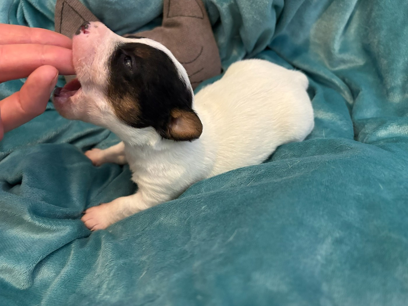 Du Domaine Des Pattes Dorées - Chiots disponibles - Jack Russell Terrier