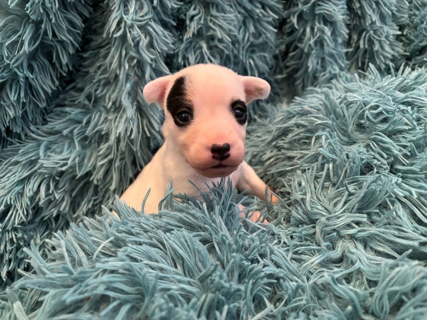 Du Domaine Des Pattes Dorées - Chiots disponibles - Jack Russell Terrier