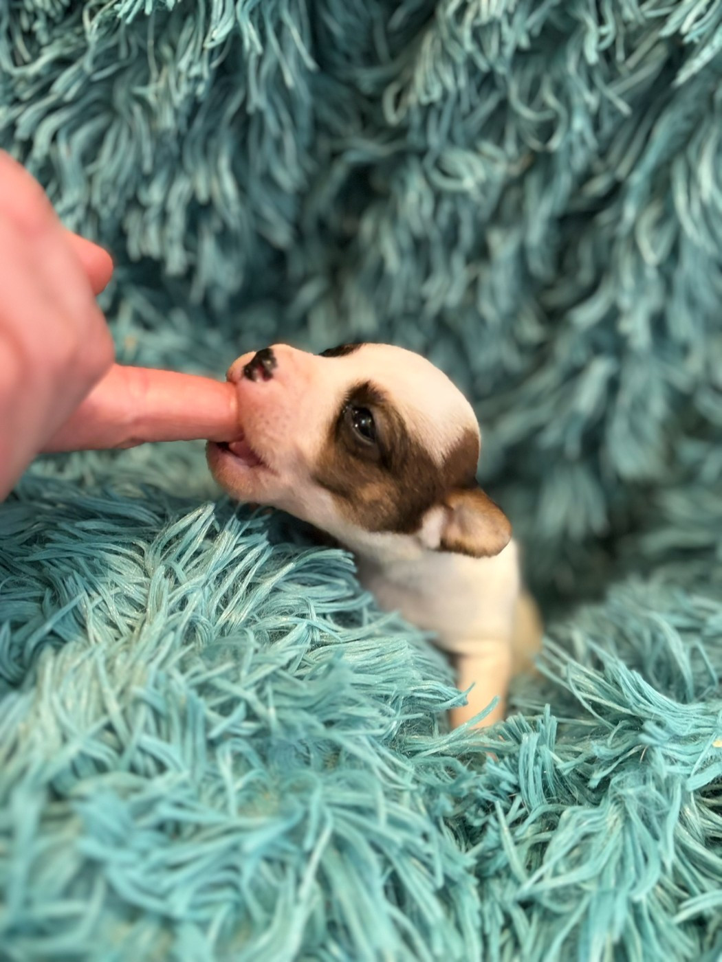 Du Domaine Des Pattes Dorées - Chiots disponibles - Jack Russell Terrier