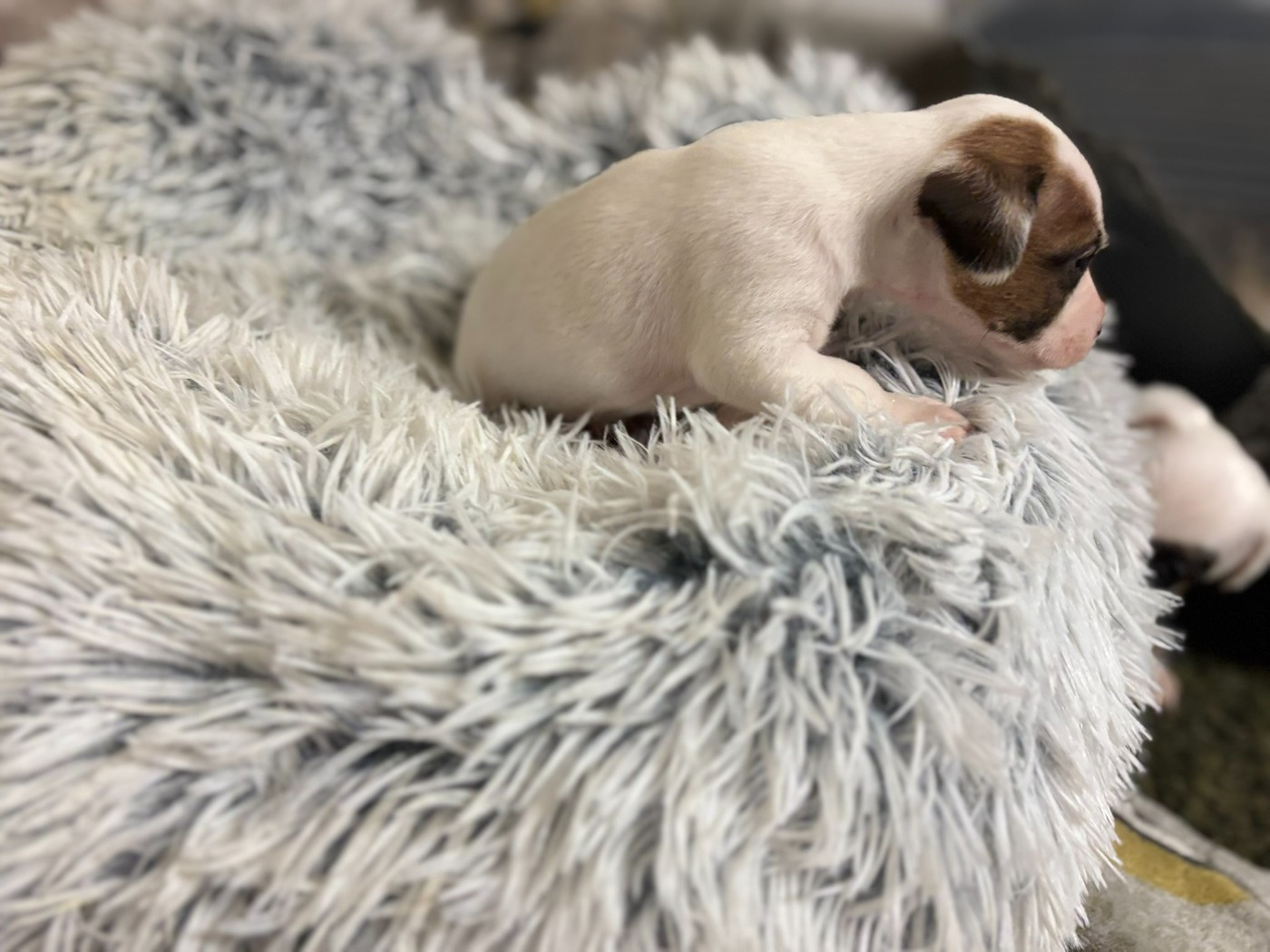 Du Domaine Des Pattes Dorées - Chiots disponibles - Jack Russell Terrier