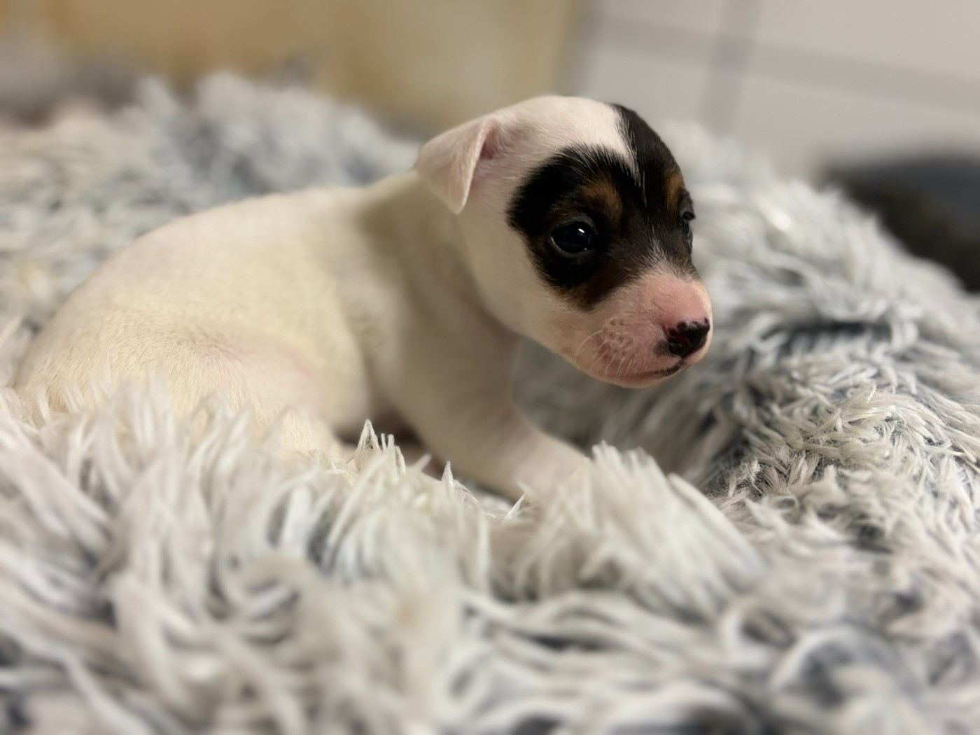 Du Domaine Des Pattes Dorées - Chiots disponibles - Jack Russell Terrier