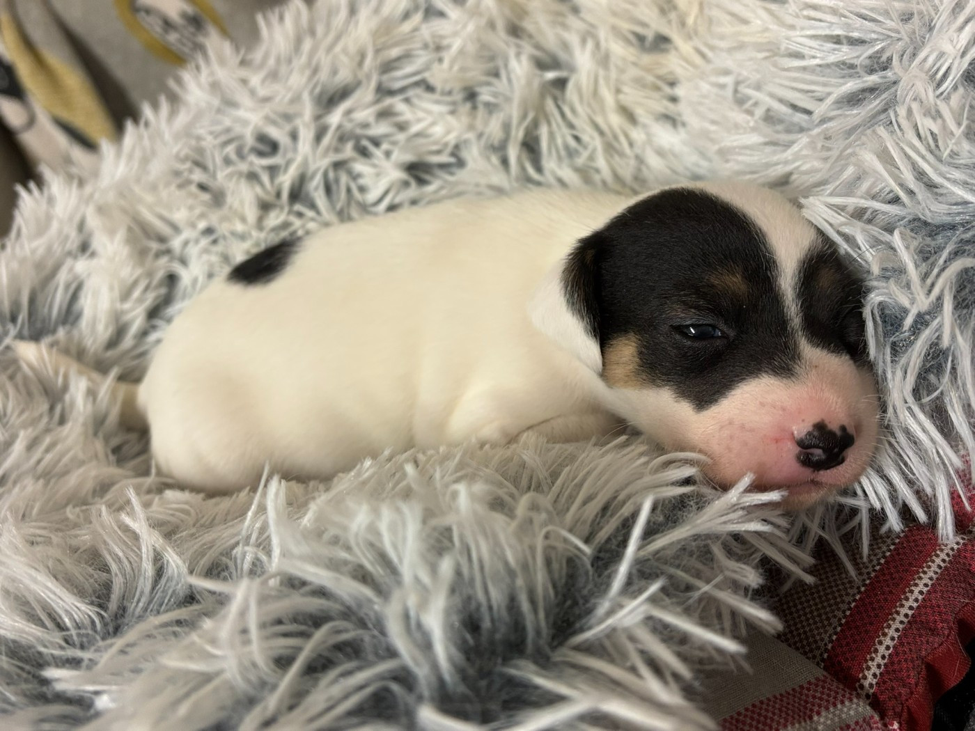 Du Domaine Des Pattes Dorées - Chiots disponibles - Jack Russell Terrier