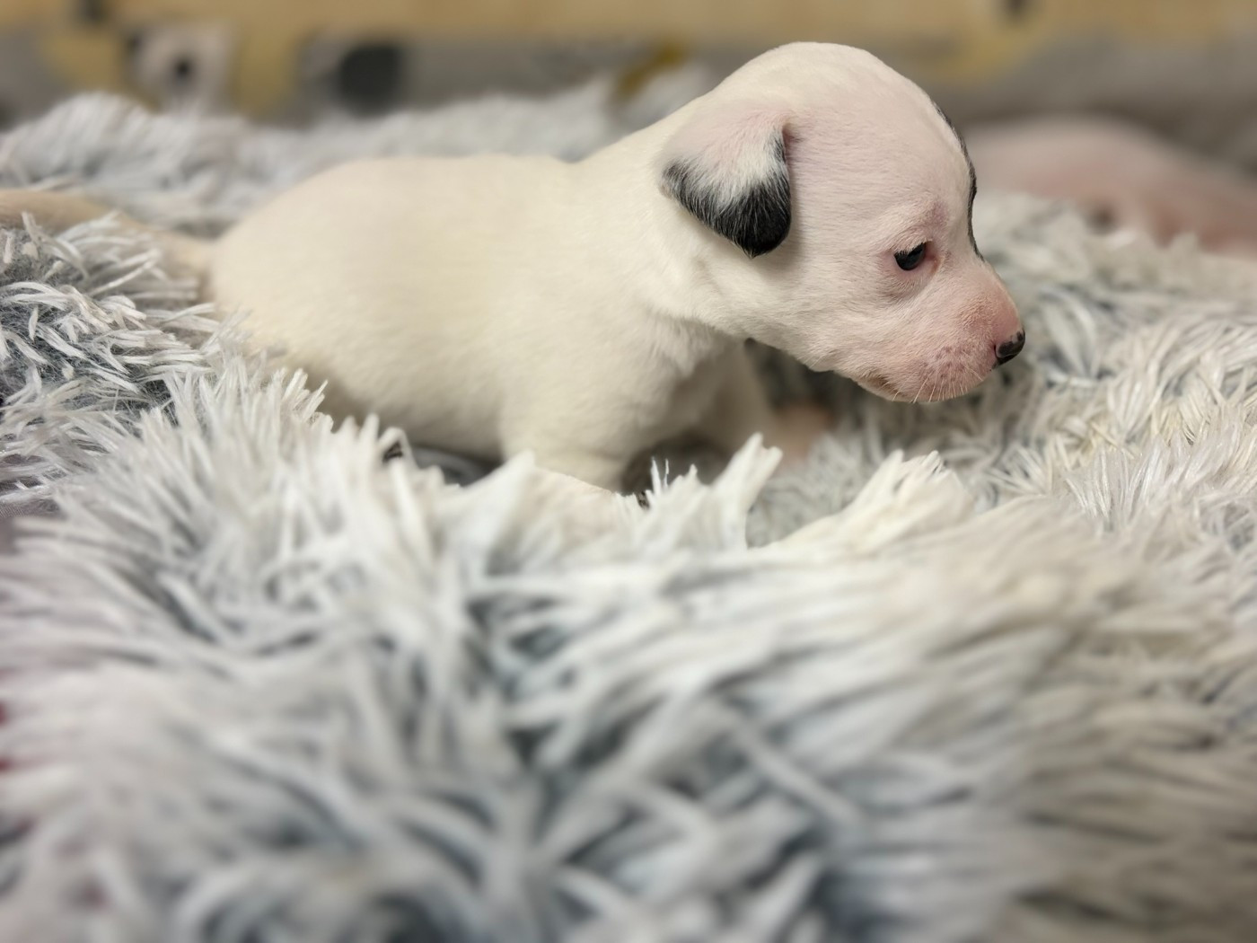 Du Domaine Des Pattes Dorées - Chiots disponibles - Jack Russell Terrier