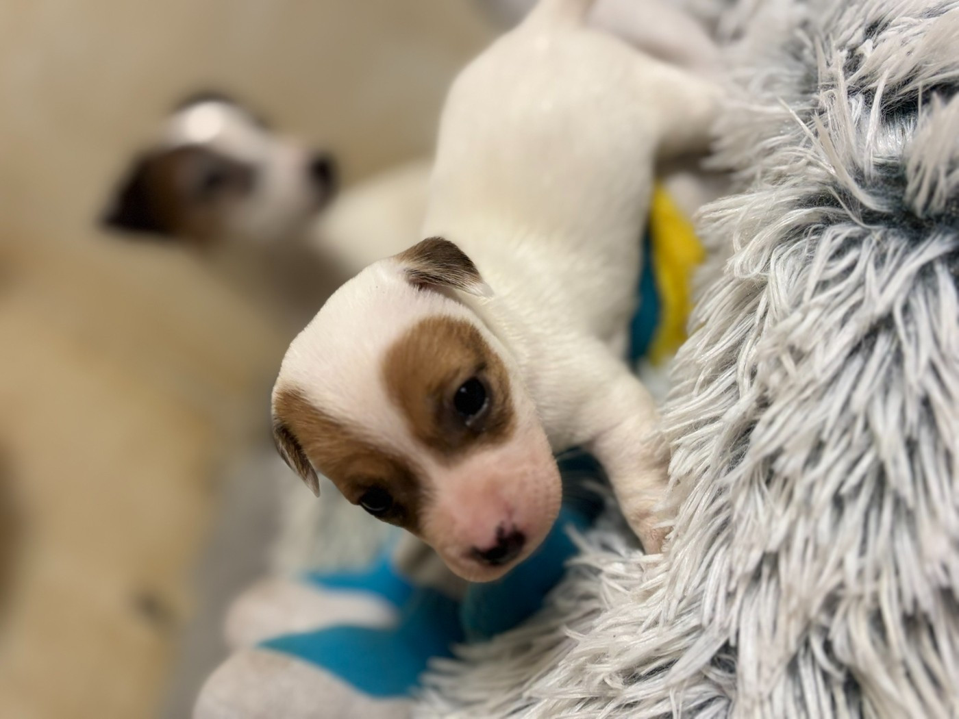 Du Domaine Des Pattes Dorées - Chiots disponibles - Jack Russell Terrier