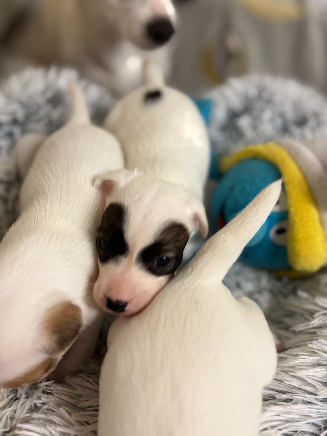 Du Domaine Des Pattes Dorées - Chiots disponibles - Jack Russell Terrier