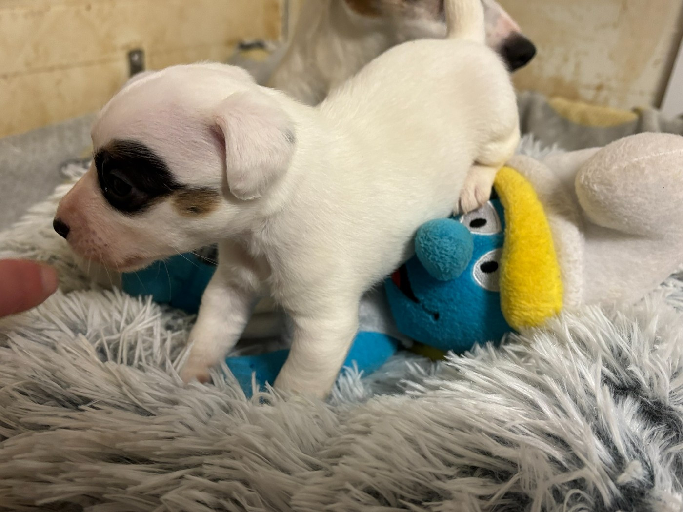 Du Domaine Des Pattes Dorées - Chiots disponibles - Jack Russell Terrier