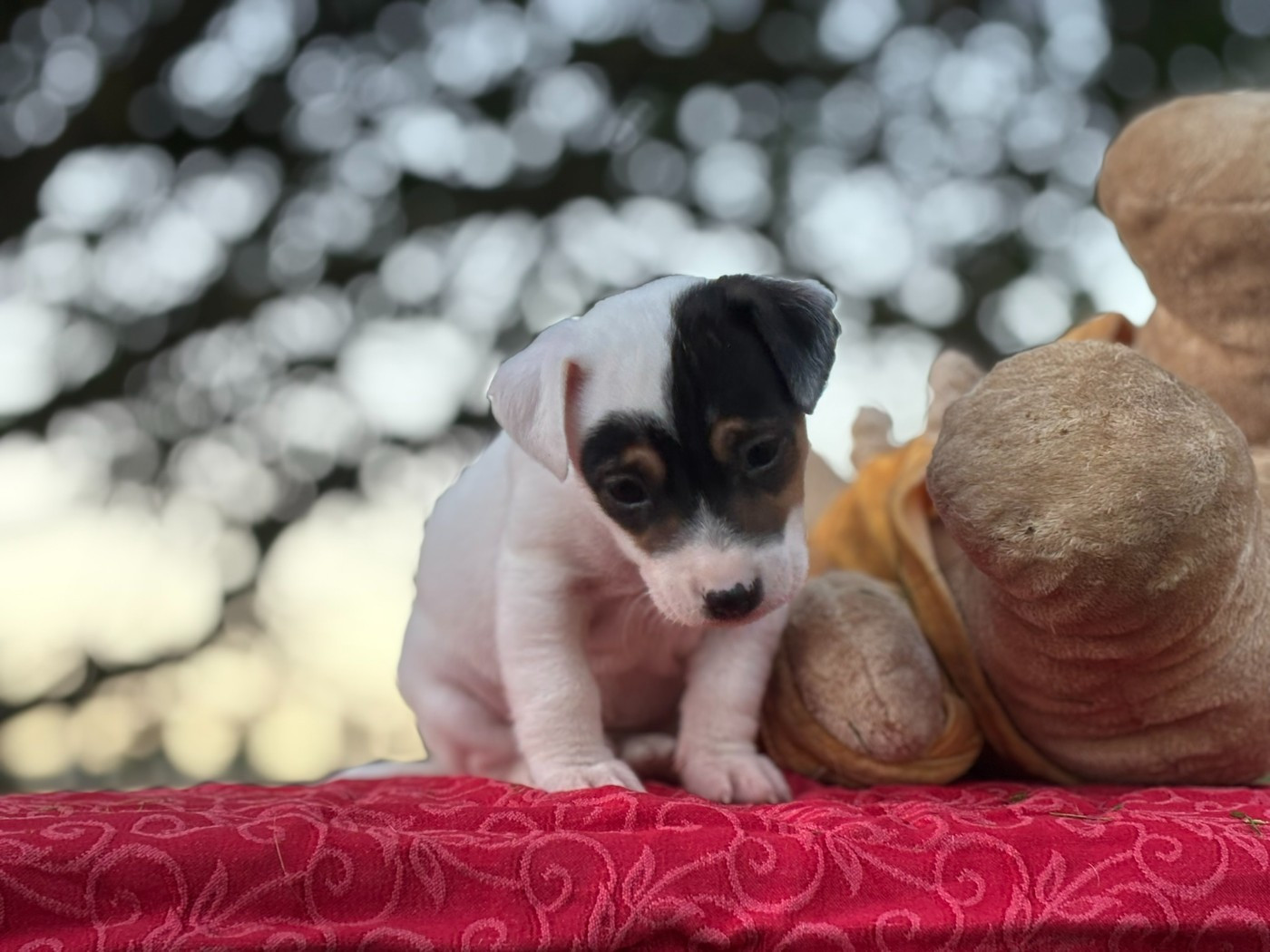 Du Domaine Des Pattes Dorées - Chiots disponibles - Jack Russell Terrier