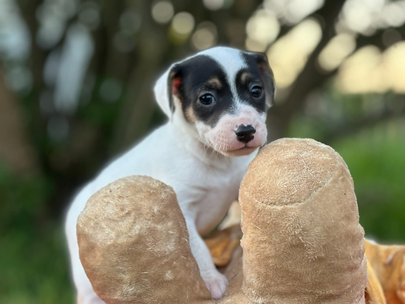 Du Domaine Des Pattes Dorées - Chiots disponibles - Jack Russell Terrier
